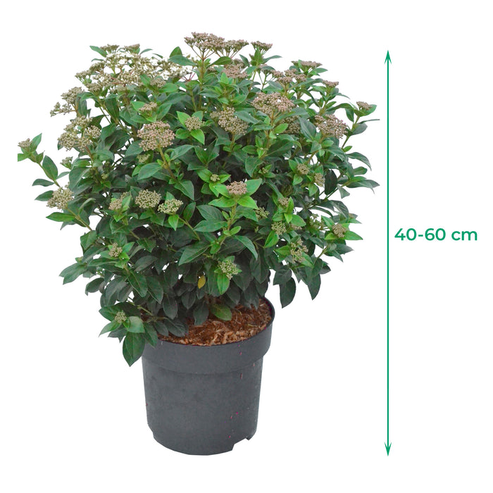 Viorne méditerranéenne 'Eve Price' - Croissance compacte, fleurs blanches à rose clair de mars à avril, 40-60 cm de hauteur