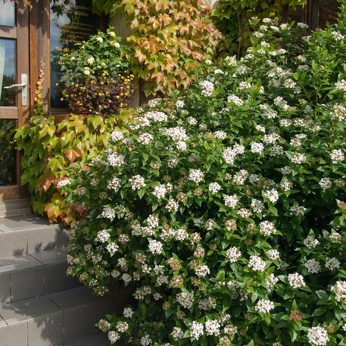Viorne méditerranéenne 'Eve Price' - Croissance compacte, fleurs blanches à rose clair de mars à avril, 40-60 cm de hauteur