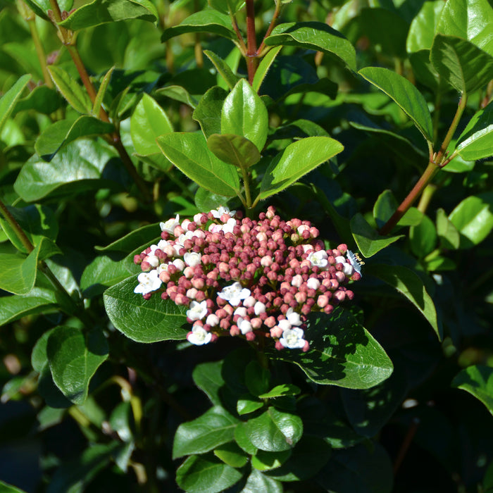 Viorne méditerranéenne 'Eve Price' - Croissance compacte, fleurs blanches à rose clair de mars à avril, 40-60 cm de hauteur