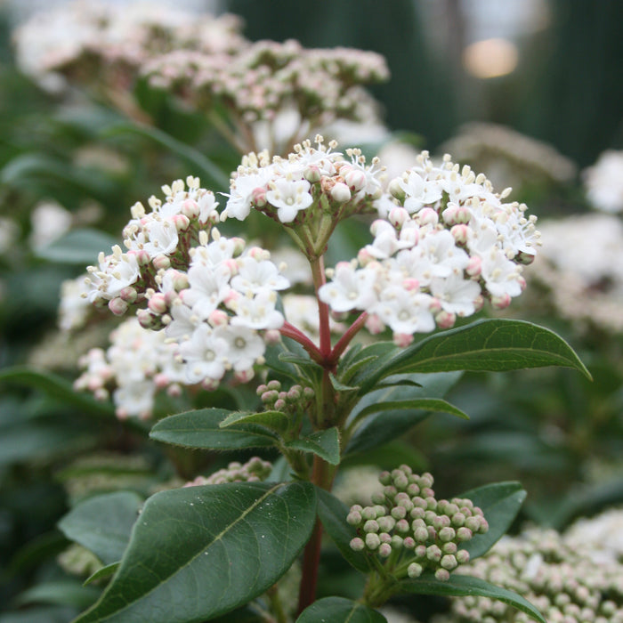 Viorne méditerranéenne 'Eve Price' - Croissance compacte, fleurs blanches à rose clair de mars à avril, 40-60 cm de hauteur