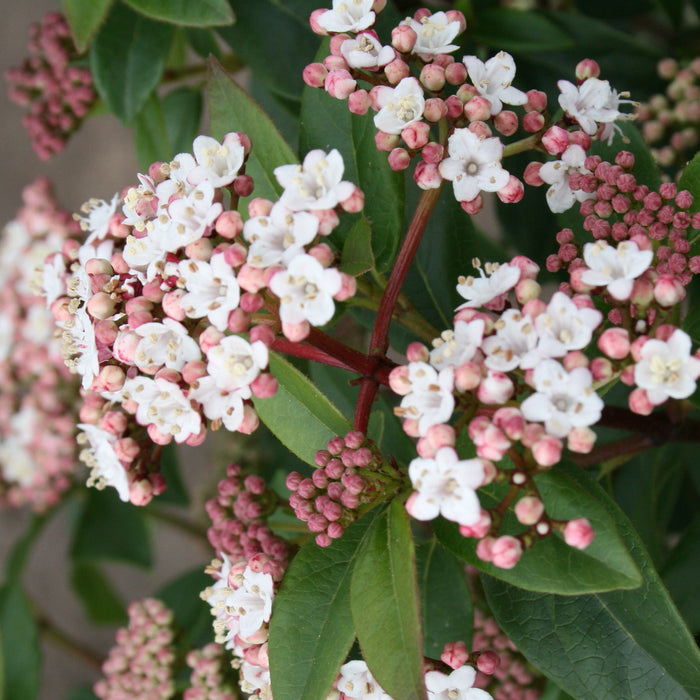 Viorne méditerranéenne 'Eve Price' - Croissance compacte, fleurs blanches à rose clair de mars à avril, 40-60 cm de hauteur