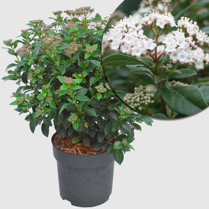 Viorne méditerranéenne 'Eve Price' - Croissance compacte, fleurs blanches à rose clair de mars à avril, 40-60 cm de hauteur