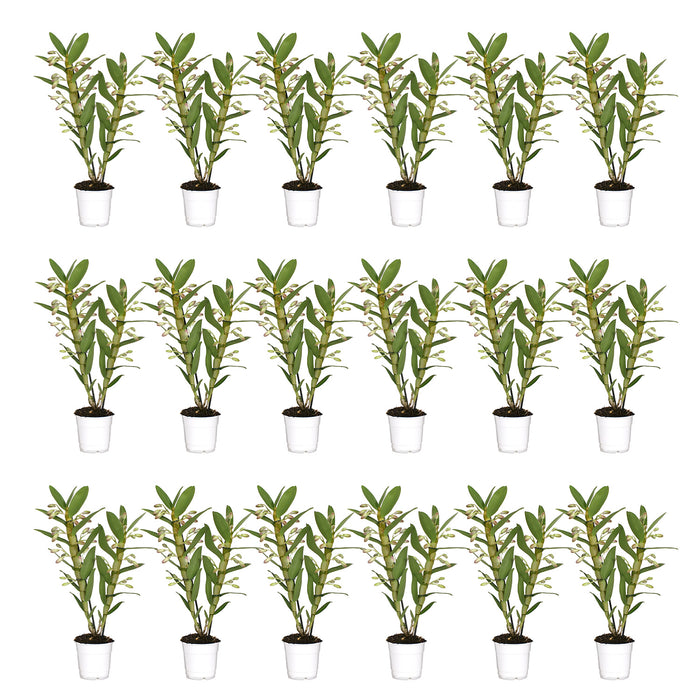 Orchidea 'Dendrobium Nobile Sunny Eyes' - Ø12cm - ↕50cm: fiori luminosi per la tua casa