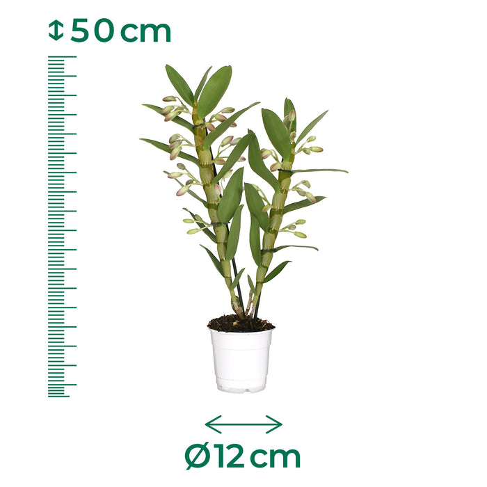 Orchidea 'Dendrobium Nobile Sunny Eyes' - Ø12cm - ↕50cm: fiori luminosi per la tua casa