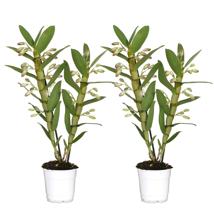 Orchidea 'Dendrobium Nobile Sunny Eyes' - Ø12cm - ↕50cm: fiori luminosi per la tua casa
