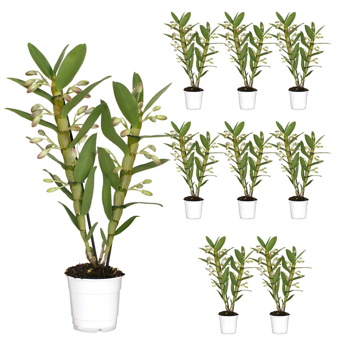 Orchidea 'Dendrobium Nobile Sunny Eyes' - Ø12cm - ↕50cm: fiori luminosi per la tua casa