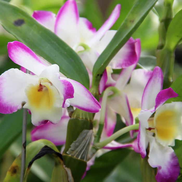 Orchidea 'Dendrobium Nobile Sunny Eyes' - Ø12cm - ↕50cm: fiori luminosi per la tua casa