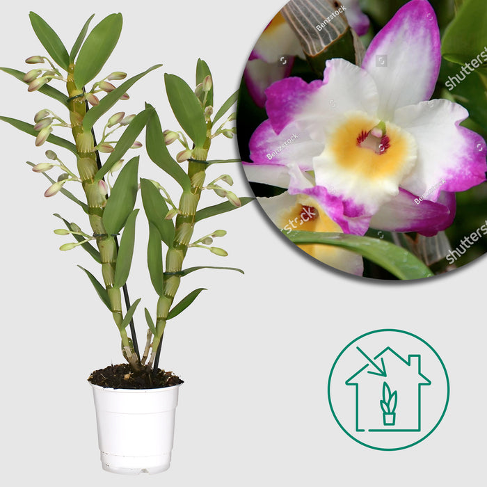 Orchidea 'Dendrobium Nobile Sunny Eyes' - Ø12cm - ↕50cm: fiori luminosi per la tua casa