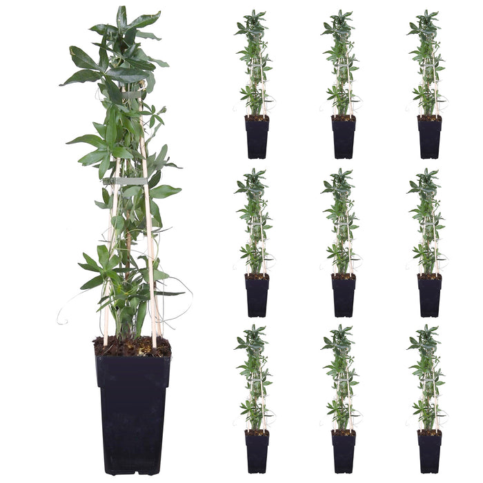 Blaue Passionsblume 'Passiflora caerulea' - Ø15cm - ↕65cm - Wunderschöne, blaue Passionsblume
