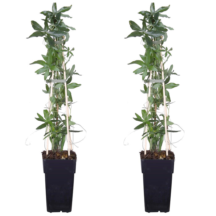 Blaue Passionsblume 'Passiflora caerulea' - Ø15cm - ↕65cm - Wunderschöne, blaue Passionsblume