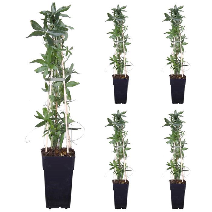 Blaue Passionsblume 'Passiflora caerulea' - Ø15cm - ↕65cm - Wunderschöne, blaue Passionsblume