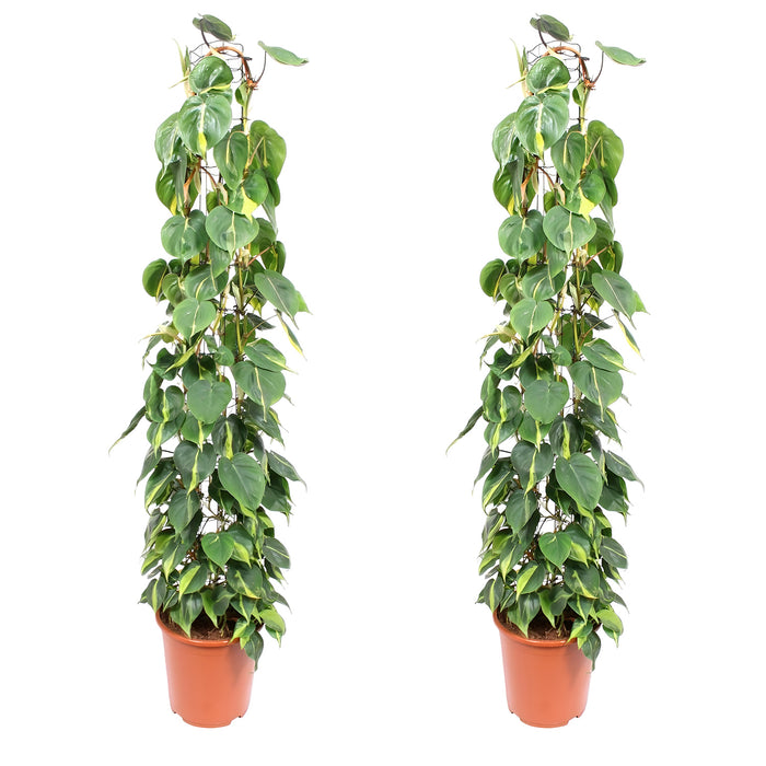 Philodendron Scandens Brasil wire mesh rack - Ø27cm - ↕160cm - Exotische Schönheit im großen Format