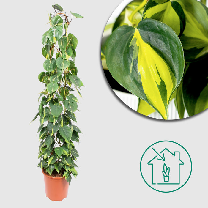 Philodendron Scandens Brasil wire mesh rack - Ø27cm - ↕160cm - Exotische Schönheit im großen Format