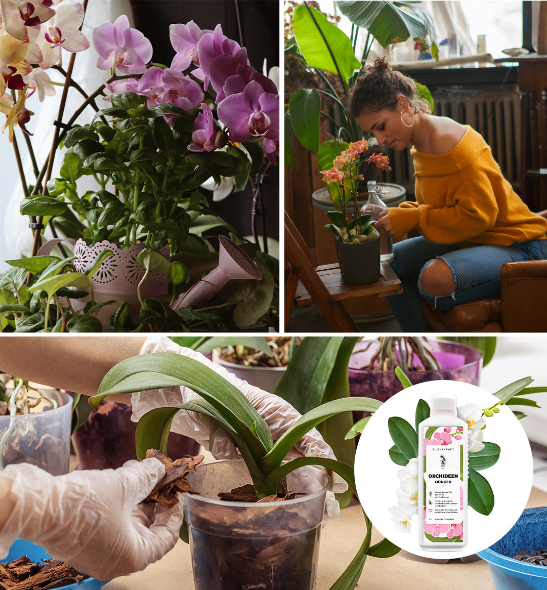 Orchidea 'Dendrobium Nobile Sunny Eyes' - Ø12cm - ↕50cm: fiori luminosi per la tua casa
