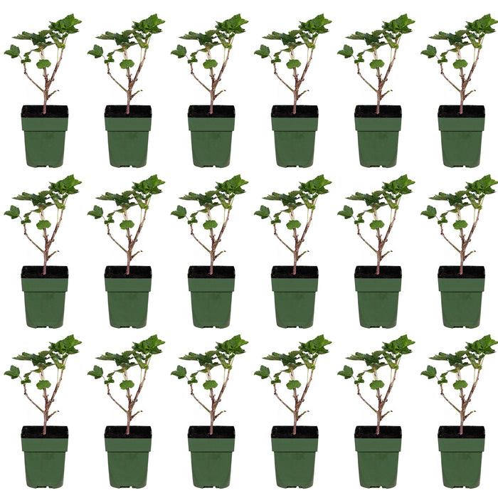 Ribes rubrum 'Jonkheer van Tets' - Ribes precoce e ad alto rendimento
