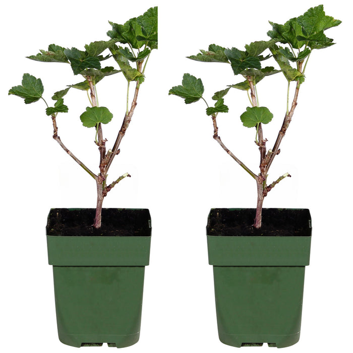 Ribes rubrum 'Jonkheer van Tets' - Ribes precoce e ad alto rendimento