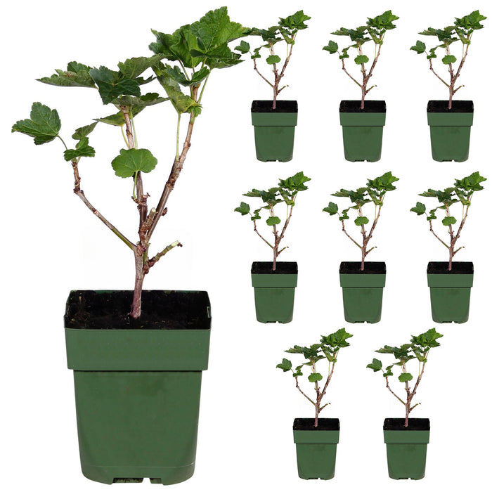 Ribes rubrum 'Jonkheer van Tets' - Ribes precoce e ad alto rendimento
