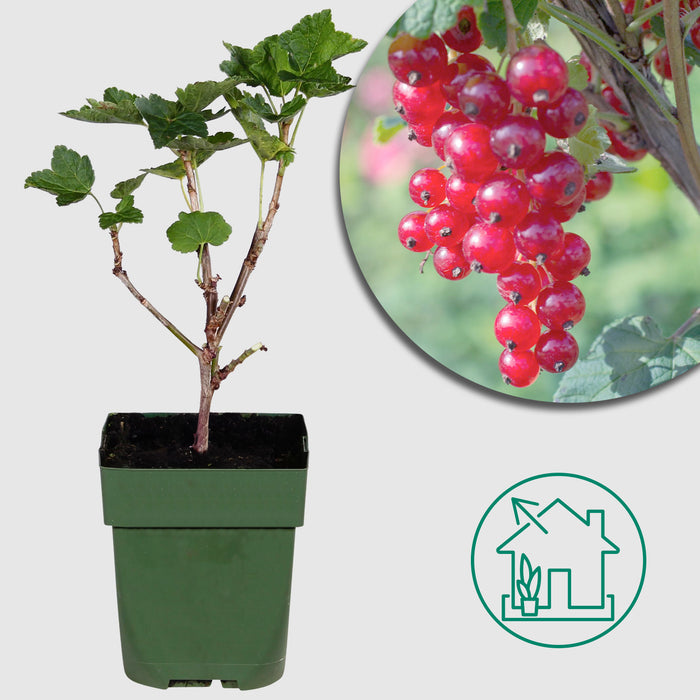 Ribes rubrum 'Jonkheer van Tets' - Ribes precoce e ad alto rendimento