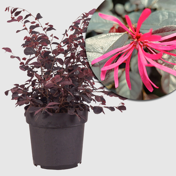 Riemenblüte 'Black Pearl'® - Kleiner Zierstrauch, farbintensiver Frühjahrsblüher mit dunkelrotem Laub und pinken Blüten - Höhe ca. 40-50 cm