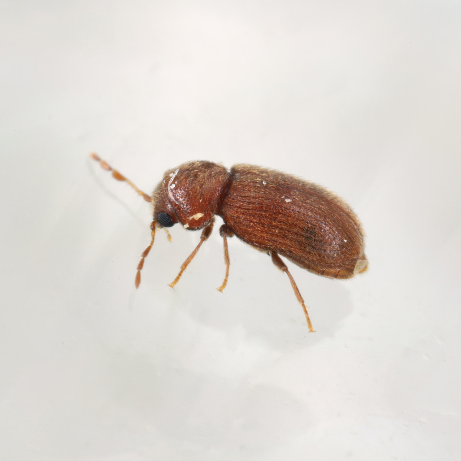 Pheromonfalle Brotkäfer