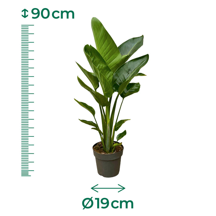Strelitzia Nicolai - ↕90cm - Ø19cm - Altezza impressionante