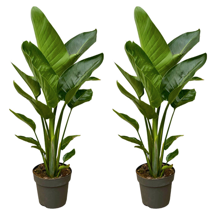 Strelitzia Nicolai - ↕90cm - Ø19cm - Altezza impressionante