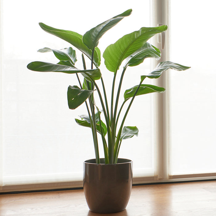 Strelitzia Nicolai - ↕90cm - Ø19cm - Altezza impressionante