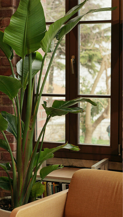 Strelitzia Nicolai - ↕90cm - Ø19cm - Altezza impressionante
