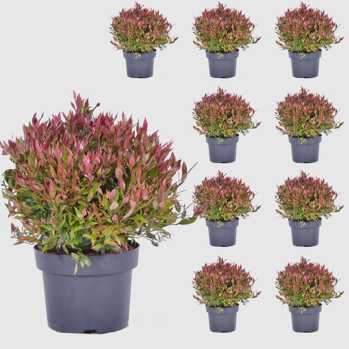 Mirto d'uva 'Little Flames'® - crescita compatta, fogliame fiammeggiante, fiori bianchi (maggio-giugno), altezza ca