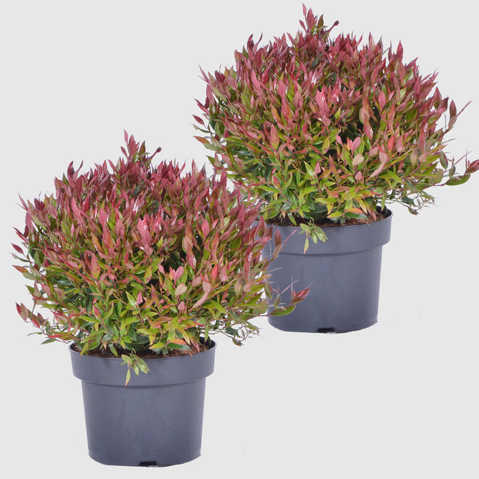Mirto d'uva 'Little Flames'® - crescita compatta, fogliame fiammeggiante, fiori bianchi (maggio-giugno), altezza ca