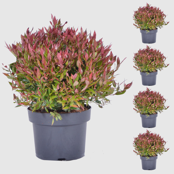 Mirto d'uva 'Little Flames'® - crescita compatta, fogliame fiammeggiante, fiori bianchi (maggio-giugno), altezza ca