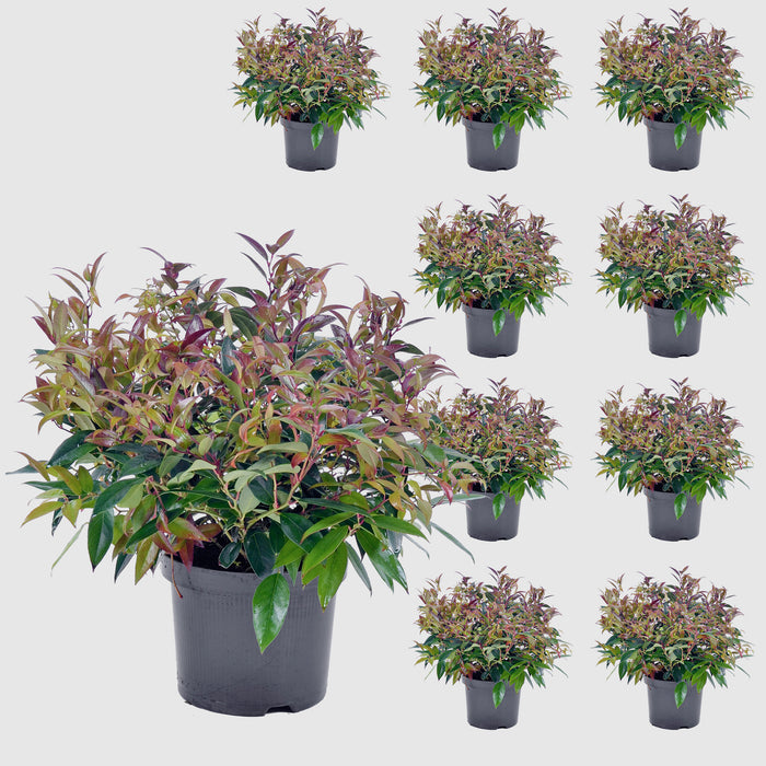Myrte des raisins 'Scarletta'® - feuillage d'hiver compact et persistant, rouge vif, hauteur env.