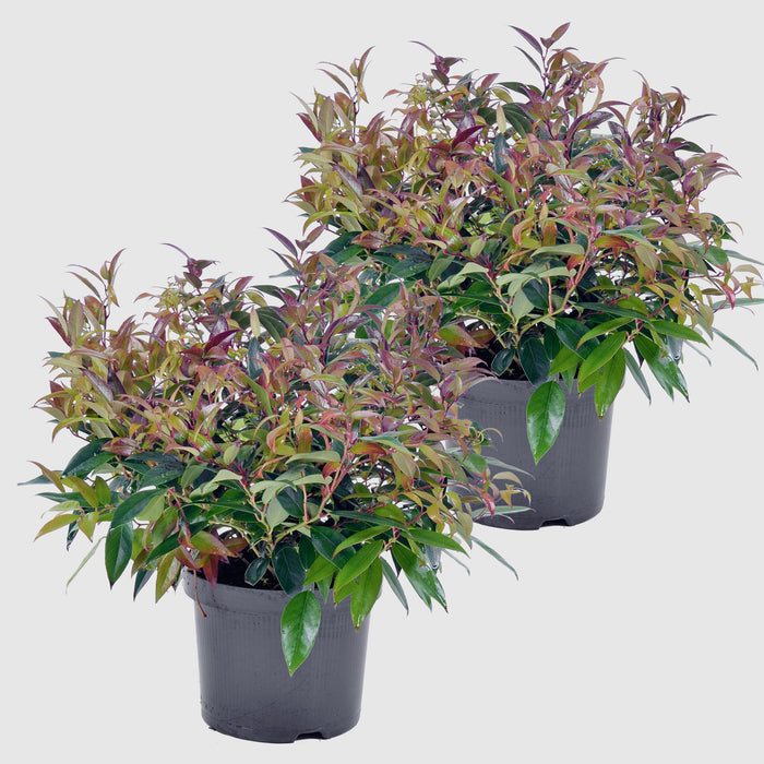Myrte des raisins 'Scarletta'® - feuillage d'hiver compact et persistant, rouge vif, hauteur env.