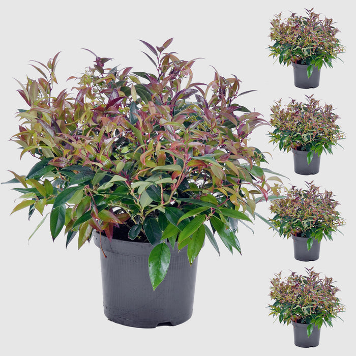 Myrte des raisins 'Scarletta'® - feuillage d'hiver compact et persistant, rouge vif, hauteur env.
