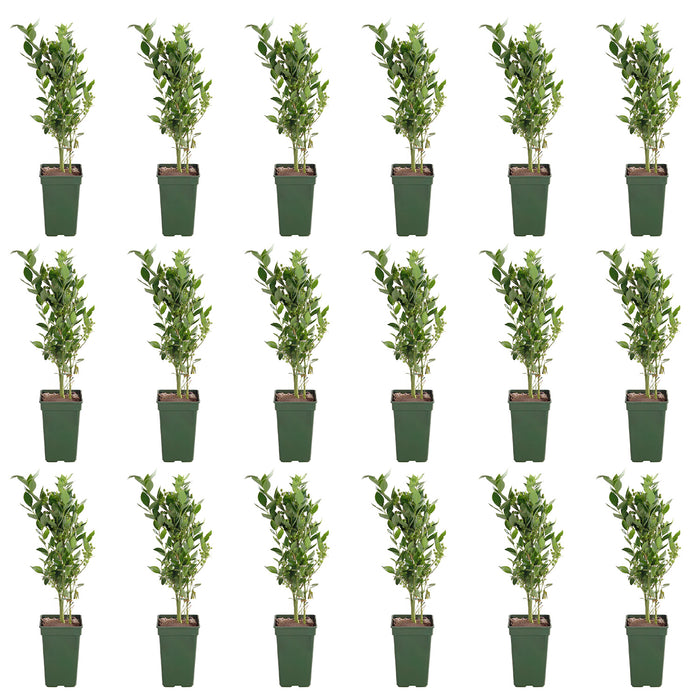 Vaccinium corymbosum 'Reka' - Ø13cm - ↕45cm - Ertragreiche Heidelbeere für deinen Garten