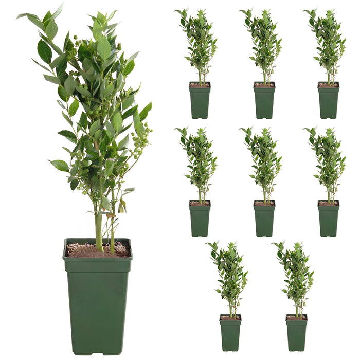 Vaccinium corymbosum 'Reka' - Ø13cm - ↕45cm - Ertragreiche Heidelbeere für deinen Garten