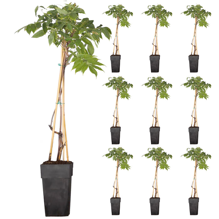 Doccia di fiori bianchi 'Wisteria floribunda - Longissima Alba' - Ø15cm - ↕65cm