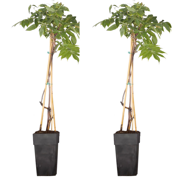 Doccia di fiori bianchi 'Wisteria floribunda - Longissima Alba' - Ø15cm - ↕65cm