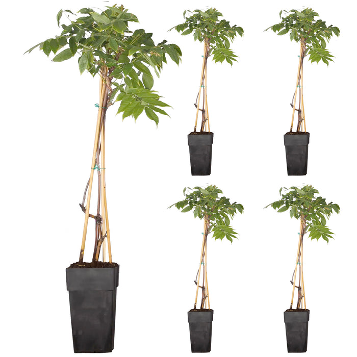 Doccia di fiori bianchi 'Wisteria floribunda - Longissima Alba' - Ø15cm - ↕65cm