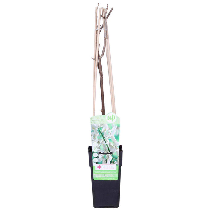 Doccia di fiori bianchi 'Wisteria floribunda - Longissima Alba' - Ø15cm - ↕65cm