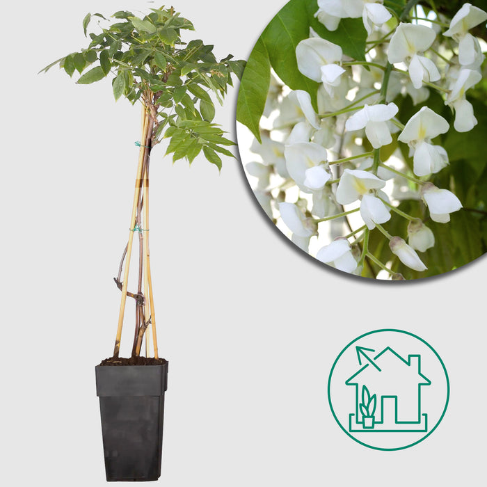 Doccia di fiori bianchi 'Wisteria floribunda - Longissima Alba' - Ø15cm - ↕65cm