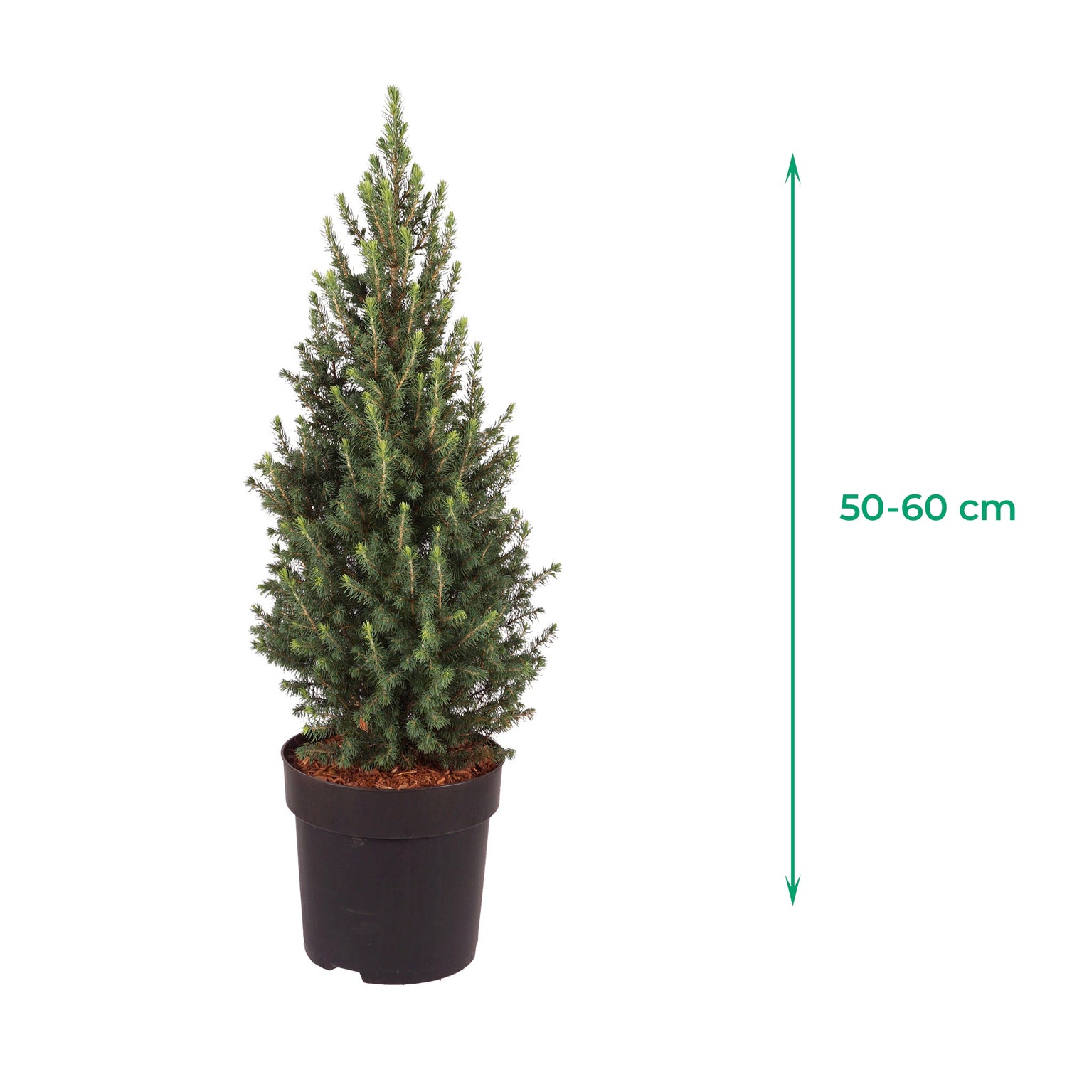 Abete rosso nano 'Conica Perfecta'® - crescita piramidale, densa, aghi verde scuro, altezza ca