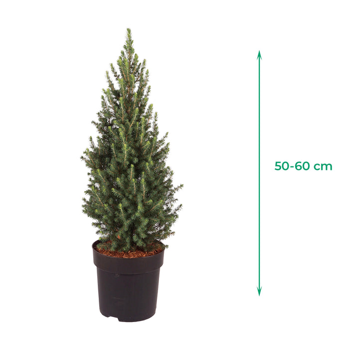 Abete rosso nano 'Conica Perfecta'® - crescita piramidale, densa, aghi verde scuro, altezza ca