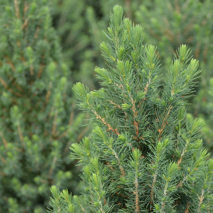 Abete rosso nano 'Conica Perfecta'® - crescita piramidale, densa, aghi verde scuro, altezza ca