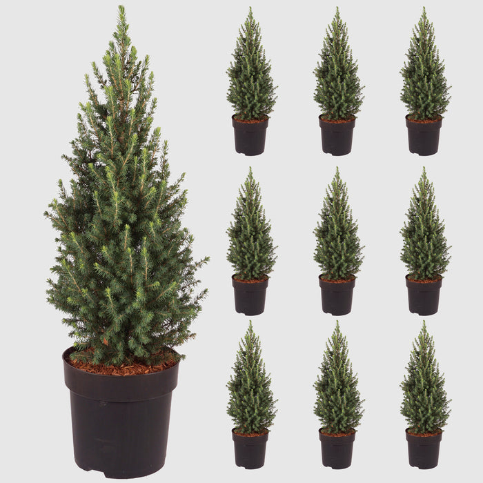 Abete rosso nano 'Conica Perfecta'® - crescita piramidale, densa, aghi verde scuro, altezza ca