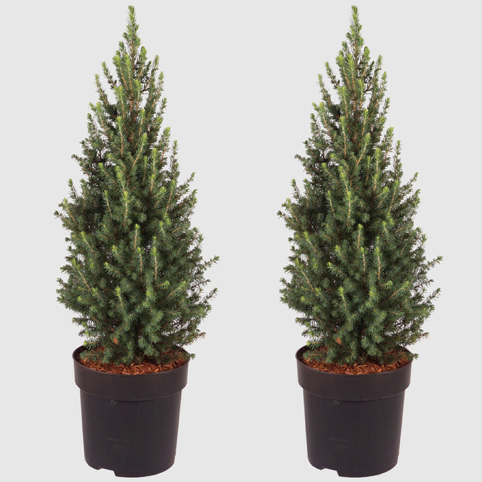 Abete rosso nano 'Conica Perfecta'® - crescita piramidale, densa, aghi verde scuro, altezza ca