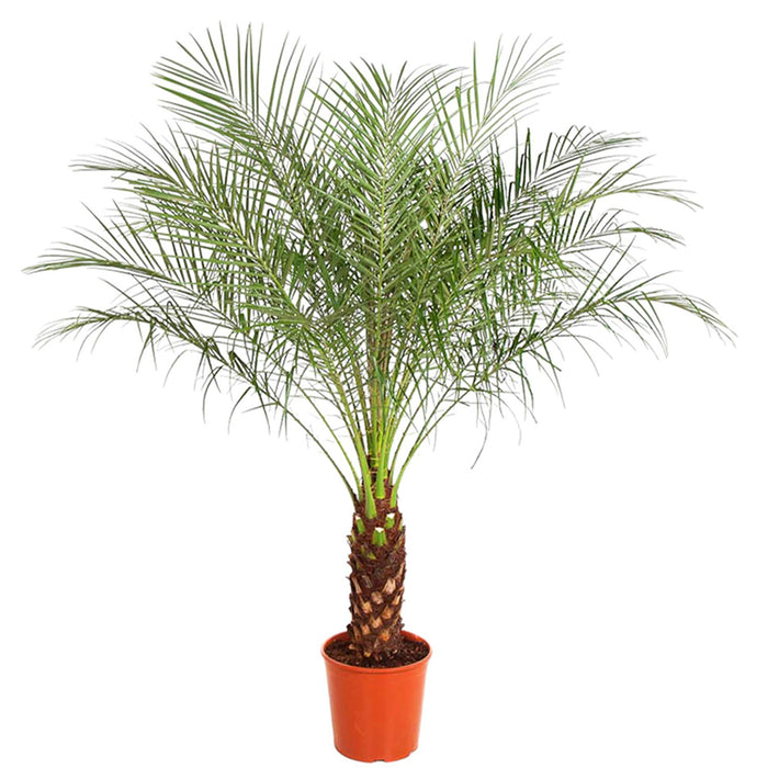 Phoenix Roebelenii Ø27cm - ↕150 cm - Palma tropicale per la tua casa 🌴