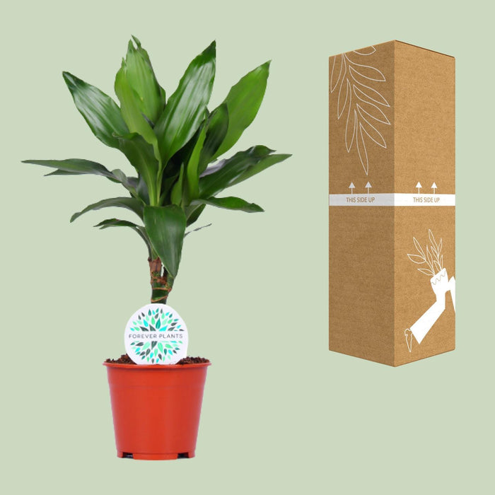 Dracaena Janet Lind "Albero del drago profumato" Ø14cm - ↕55cm - facile da curare e decorativa