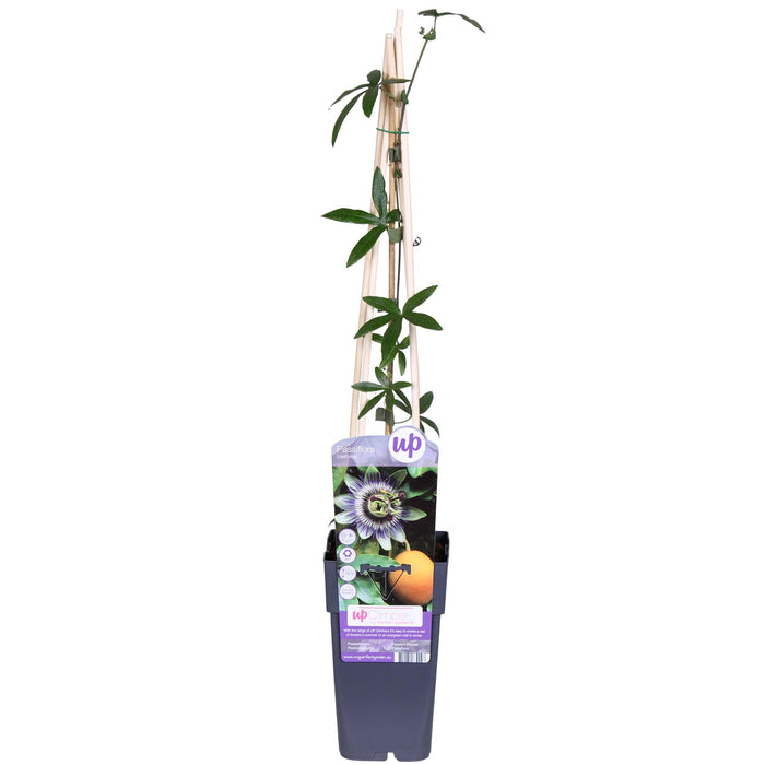 Blaue Passionsblume 'Passiflora caerulea' - Ø15cm - ↕65cm - Wunderschöne, blaue Passionsblume
