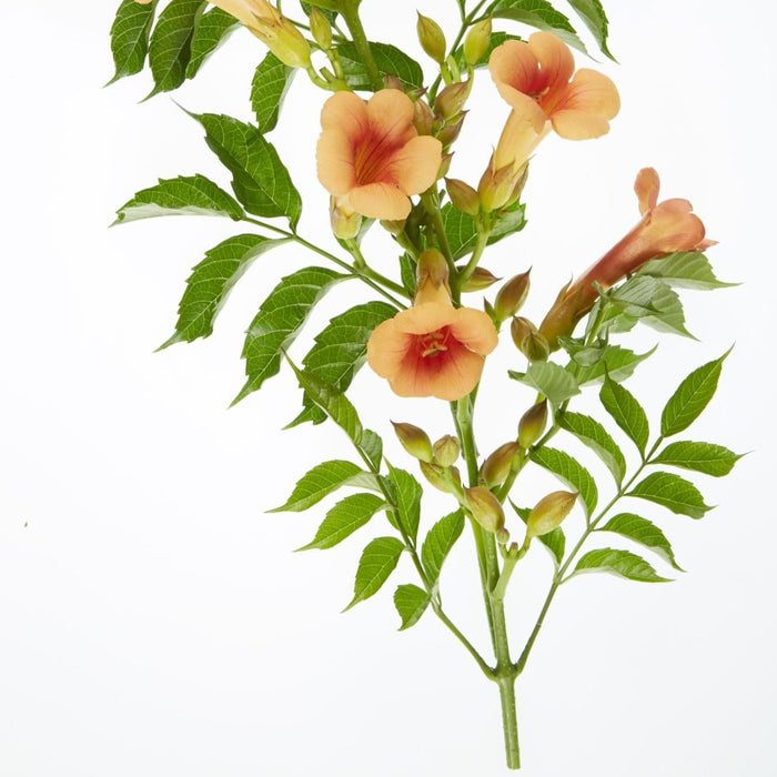 Campsis Indian Summer - ↕65cm - Ø15 cm: fiori tropicali per il tuo giardino